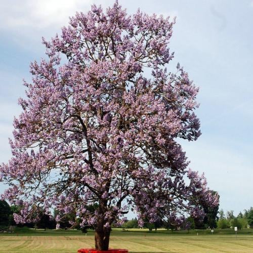 بذور شجرة باولونيا الاميرة ( Paulownia tomentosa )