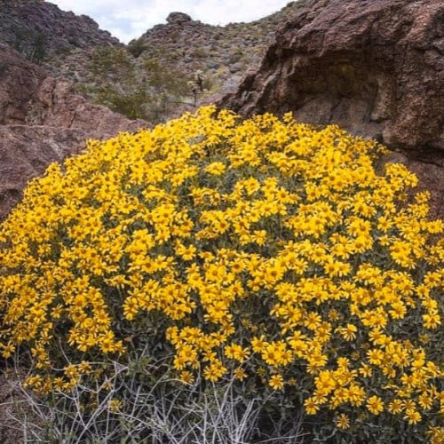 بذور شجيرة انسيليا العطرية ( Encelia farinosa )