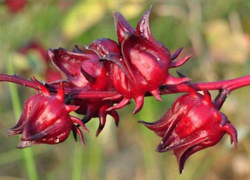 بذور شجيرة الكركديه ( Hibiscus sabdariffa )