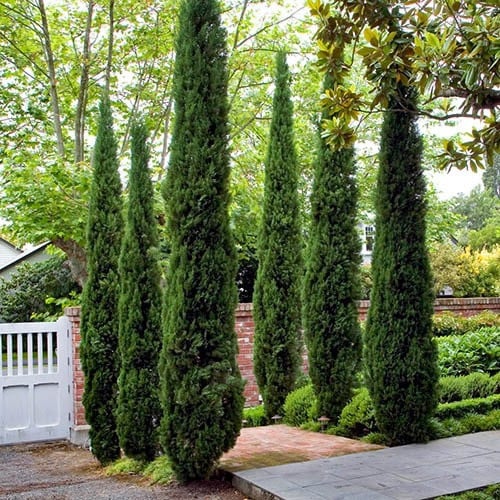 بذور شجرة‬ ‫السرو‬ ‫( Cupressus )