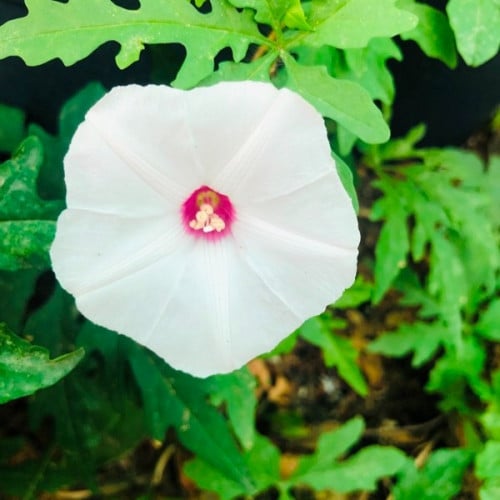 بذور متسلقة ست الحسن البيضاء ( Ipomoea cairica )