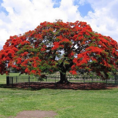 ‫بذور شجرة البونسيانا‬ الحمراء ( Delonix regia )