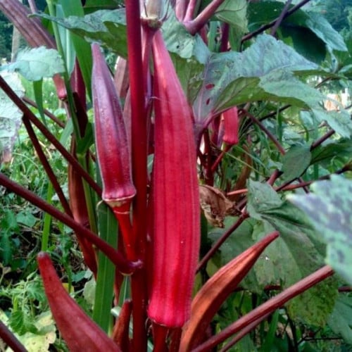 بذور البامية الحمراء ( Abelmoschus esculentus )