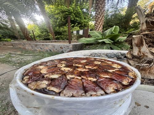برني العيص مكنوز رقم2 - 5k