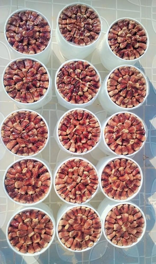 برني العيص مكنوز رقم2 - 5k