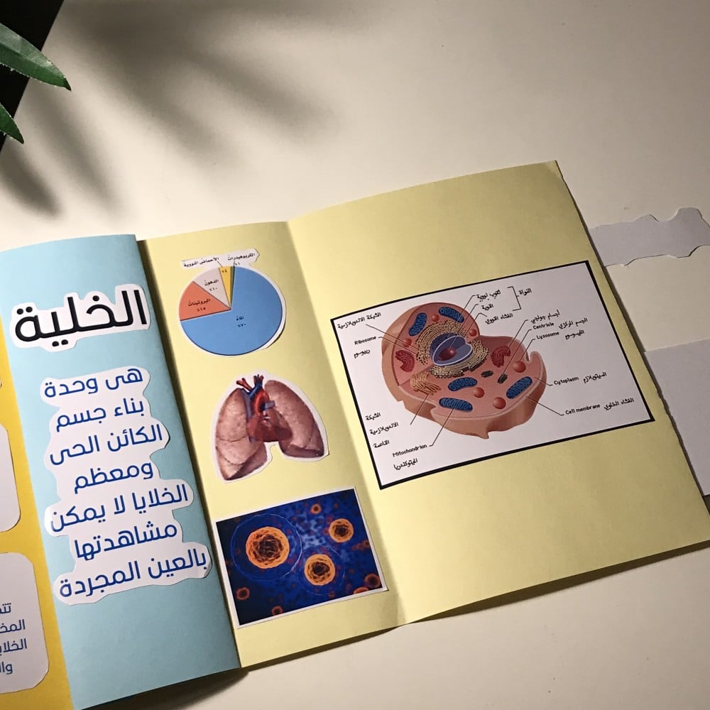 مطوية نظرية الخلية