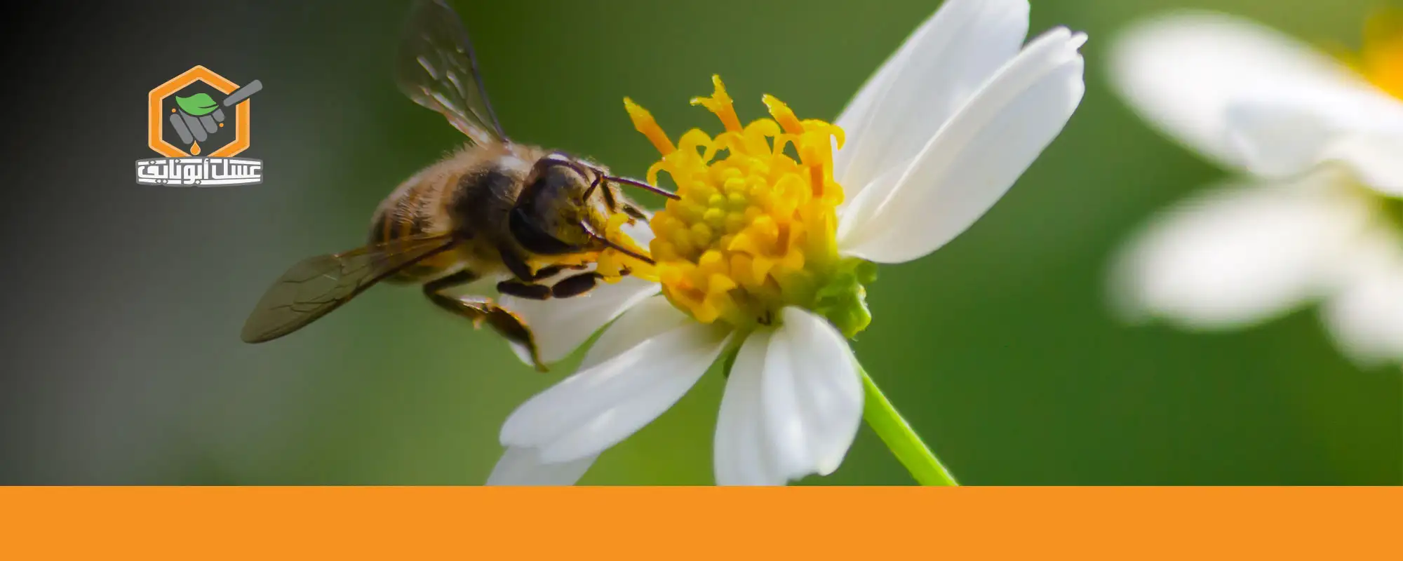 اشتري أفضل عسل طبيعي الآن من عسل أبو نايف 02