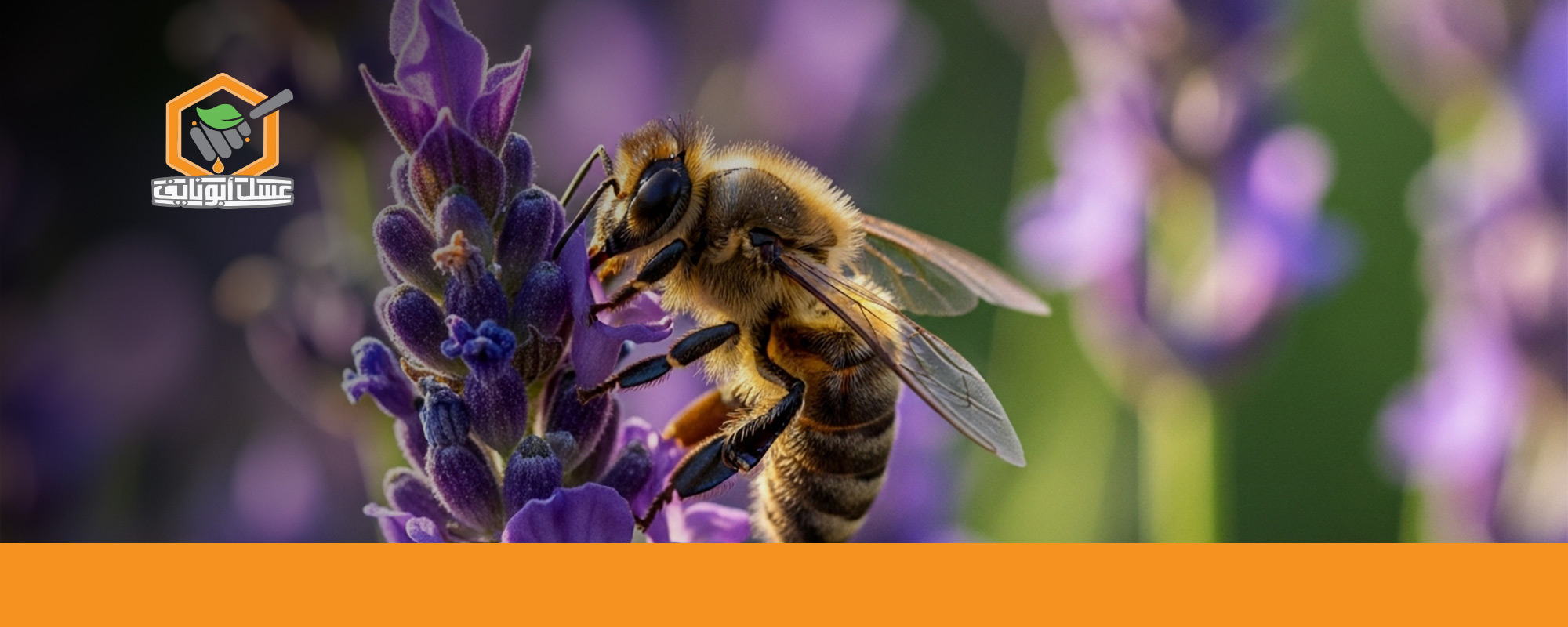 أفضل أنواع النحل