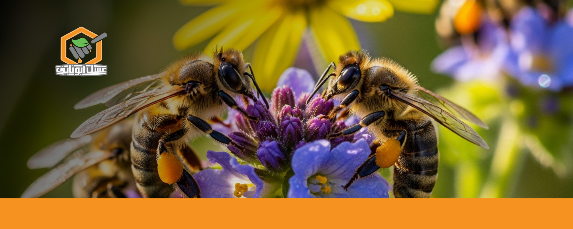 أنواع النحل بالصور