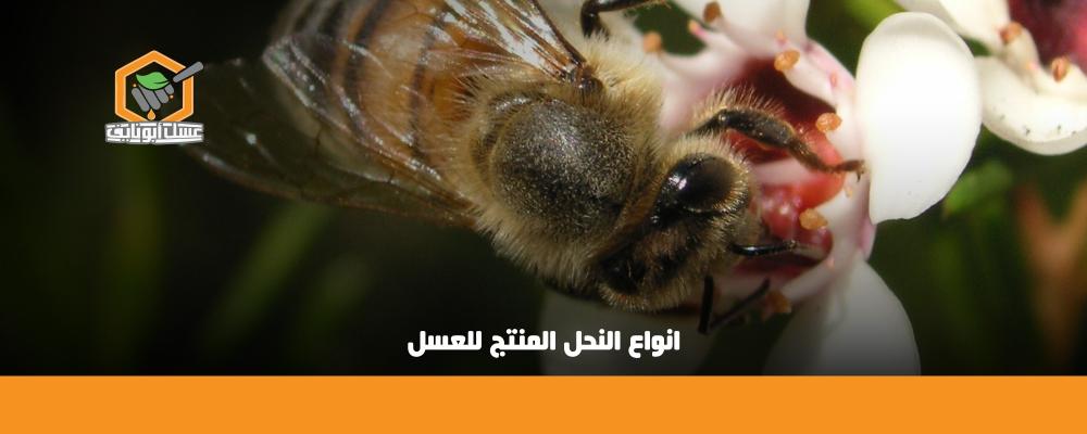 انواع النحل المنتج للعسل