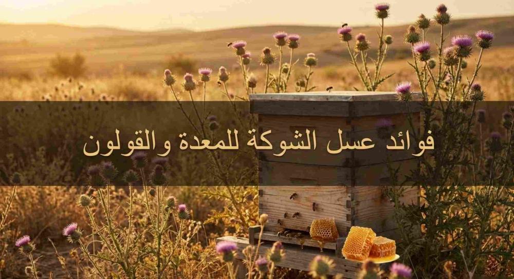 فوائد عسل الشوكة للمعدة والقولون