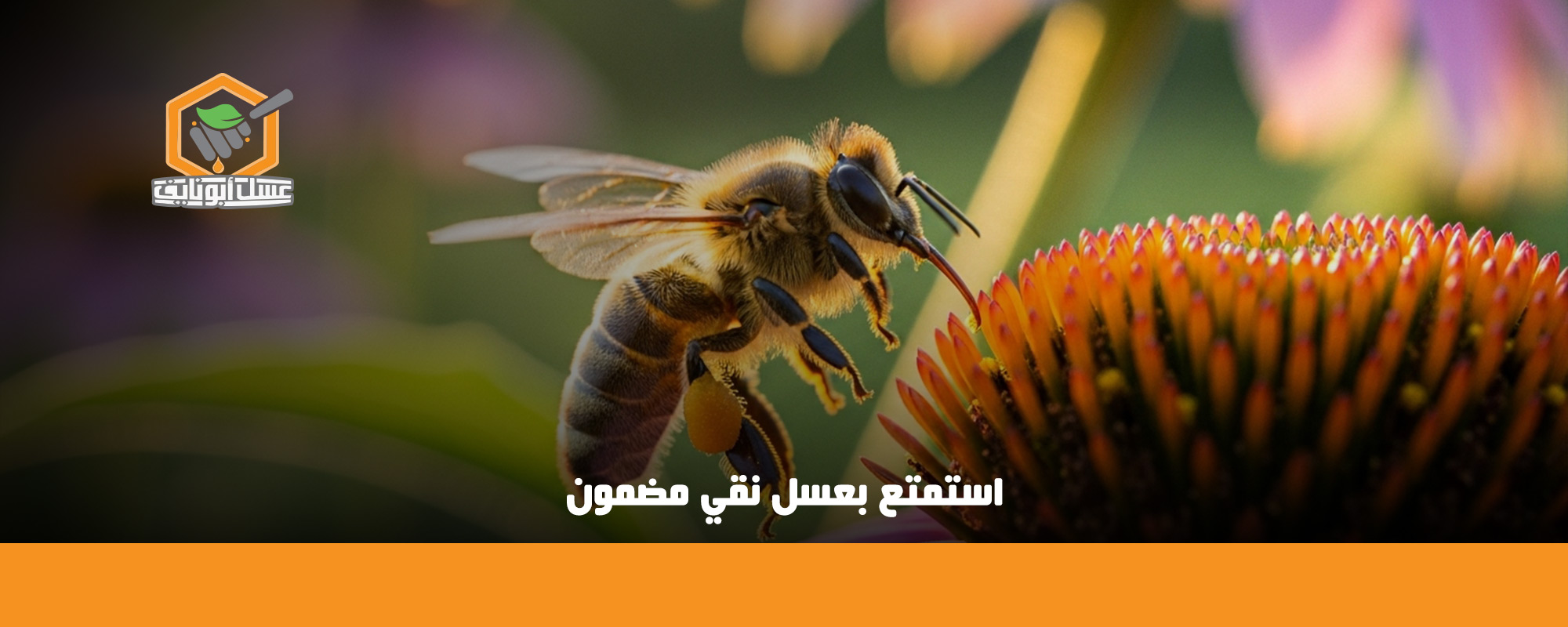 انواع النحل المنتج للعسل