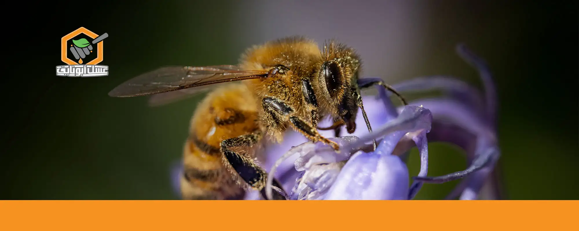 اشتري أفضل عسل طبيعي الآن من عسل أبو نايف 03