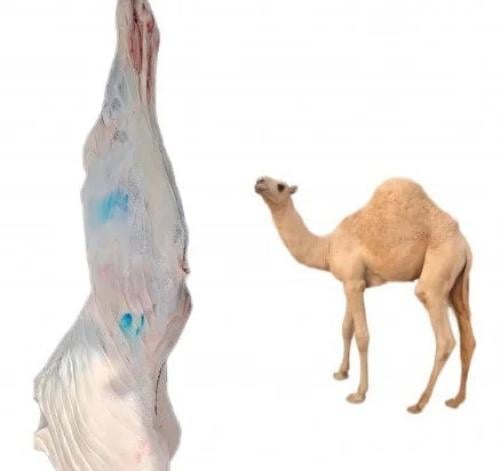 نص حاشي بلدي لباني