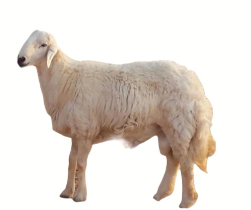 حري وسط هرفي