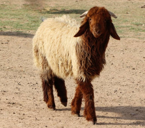 نعيمي وسط