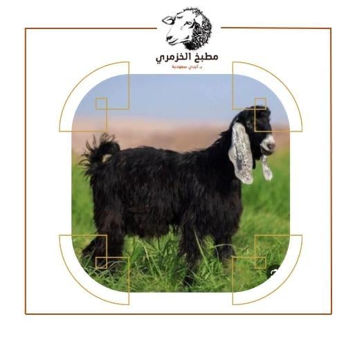 تيس وسط لحم ني