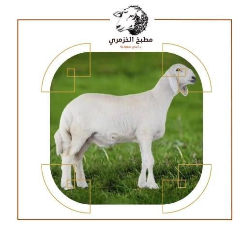 طلي حري صغير