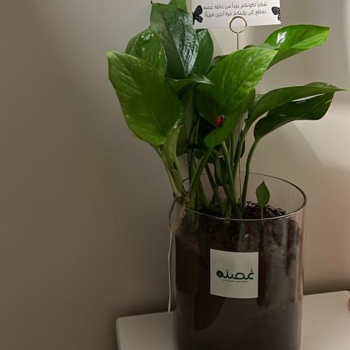 بوتس وسط