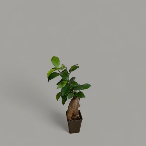 بونساي حجم صغير