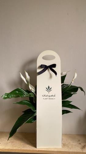 بكج اهداء مع نبات الاشرعة البيضاء