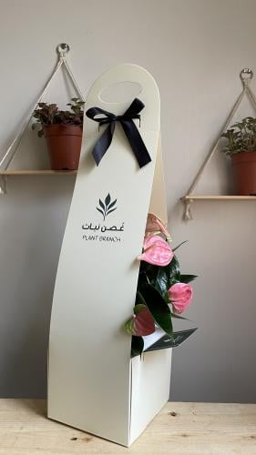 بكج اهداء مع نبات الانتوريوم الوردي