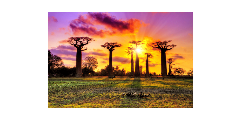 حكاية شجرة التبلدي: العملاق الصامد في قلب الصحراء