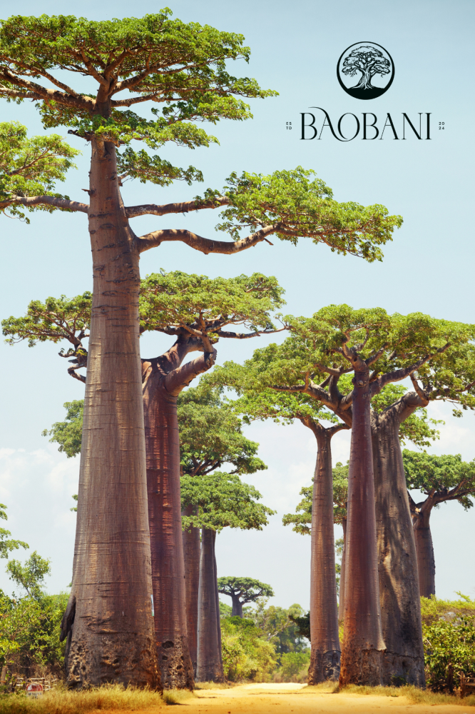 رحلة عبر الزمن مع شجرة التبلدي: الشاهد الصامت على تاريخ البشرية