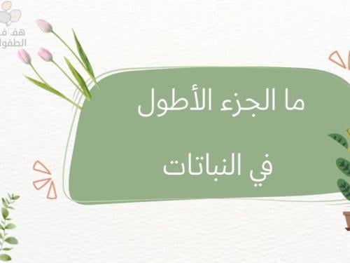 ما الجزء الأطول في النباتات؟