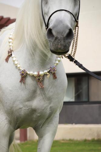 اكسسوار خيل E6
