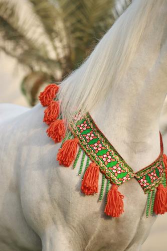 اكسسوار خيل E24