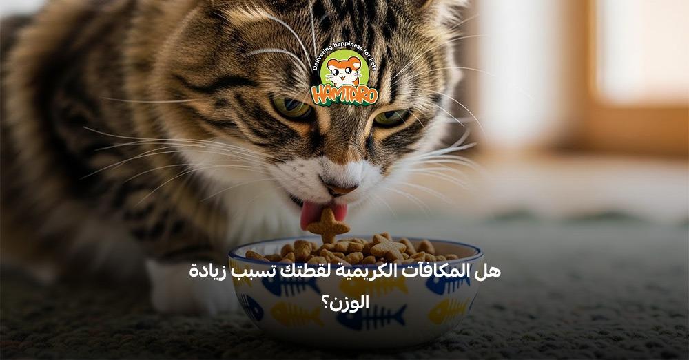 غذاء القطط الصغيرة