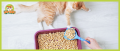 How to teach kittens to relieve themselves in the litter box - متجر همتارو