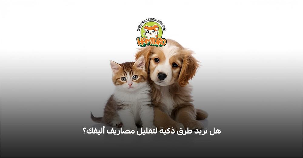 افضل طعام للقطط