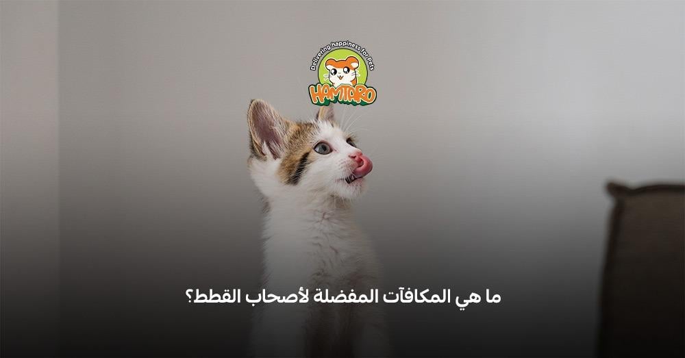 اكل مكافات للقطط