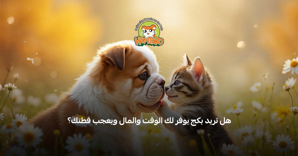 اكل القطط والكلاب