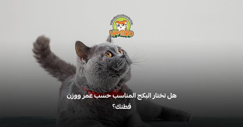 بكج اكل قطط