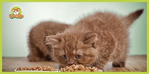 Small Persian cat food is healthy beneficial and rich in nutrients