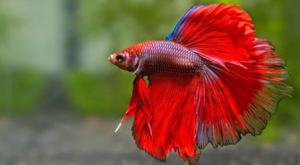 ماذا ياكل سمك الفايتر؟ | دليل تغذية سمكة البيتا