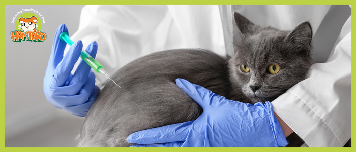 معلومات يجب أن تعرفها عن تطعيمات القطط