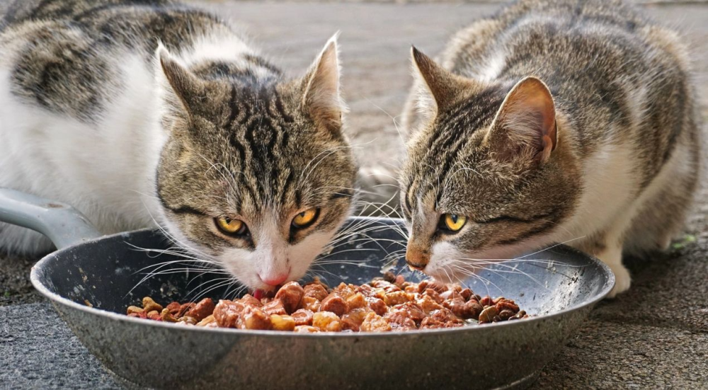 اكل للقطط المعقمه - أفضل تغذية لحياة صحية ونشيطة