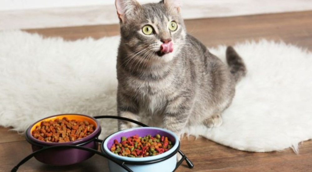 اكل-القطط-الكبيرة-سنيور