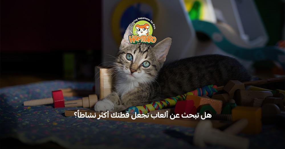 أفضل ألعاب القطط