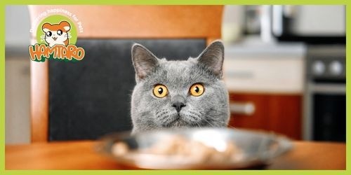 The best dry cat food contains the most important nutrients at