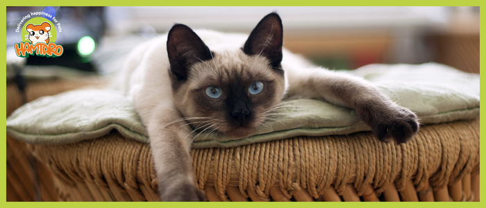 ما هي فوائد تربية القطط في المنزل، ونصائح لتربيتها