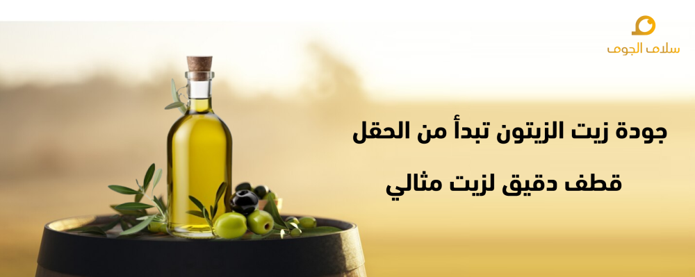أهم فوائد زيت الزيتون وأفضل طرق قطف الزيتون