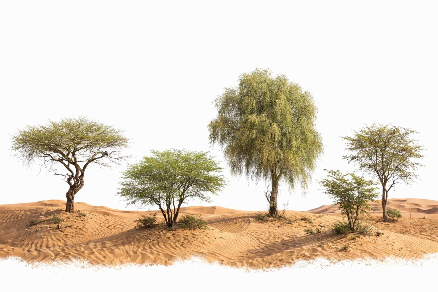 البريات والشوكيات