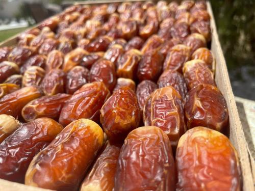 تمر صقعي (خراف هالسنة)