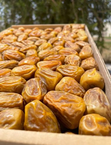 تمر سكري درجة أولى فاخر (خراف هالسنة)