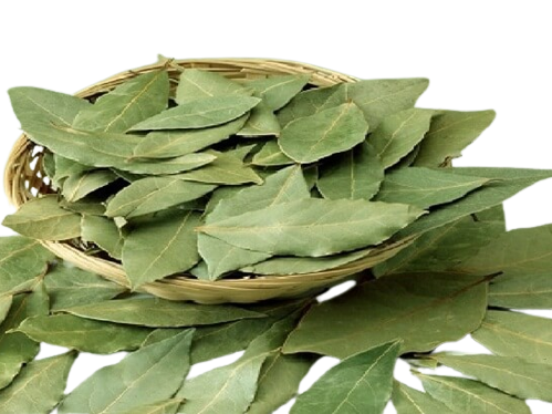 عشبة السدر وفوائدها
